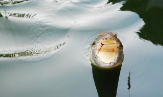 珠海鳄鱼岛 珠海鳄鱼岛